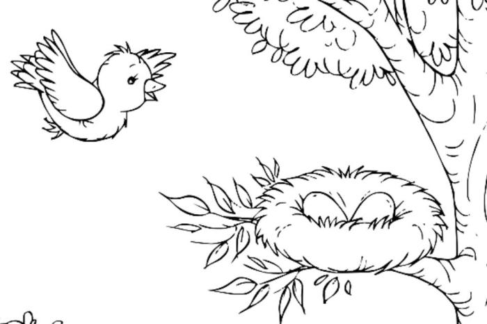 Bird coloring book pages